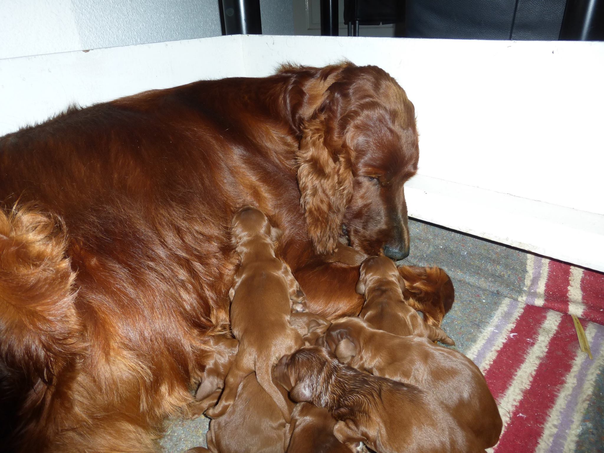 Nieuwe pups geboren