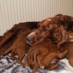 Ierse setter pups nu 3 weken oud (2)